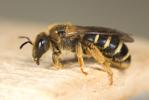  Halictus patellatus Morawitz, 1873