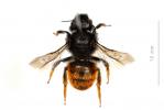 Osmia bicolor (Schrank, 1781)