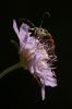  Stictoleptura cordigera (Fuessly, 1775)
