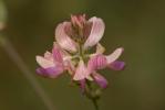 Sainfoin, Esparcette, Sainfoin à feuilles de Vesce Onobrychis viciifolia Scop., 1772