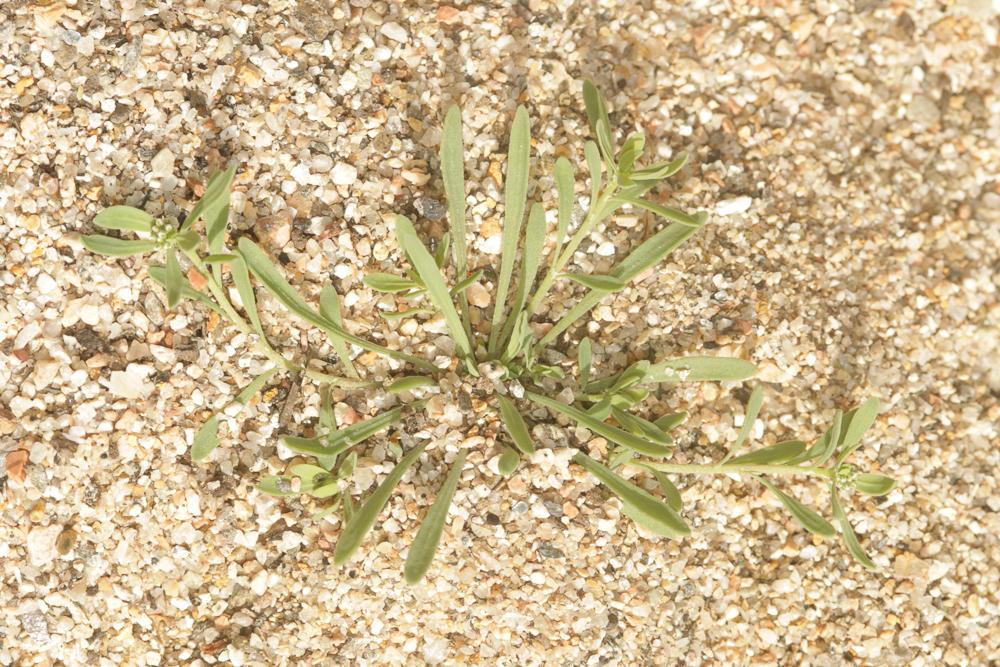 La Corrigiole des grèves, Courroyette des sables Corrigiola littoralis L., 1753