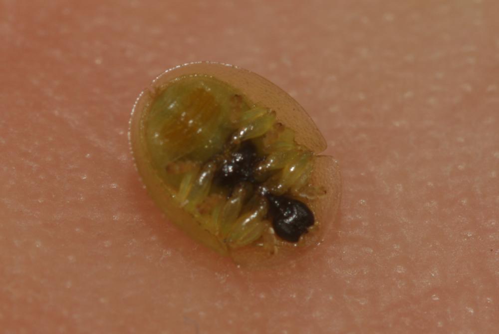 Cassida subreticulata Suffrian, 1844
