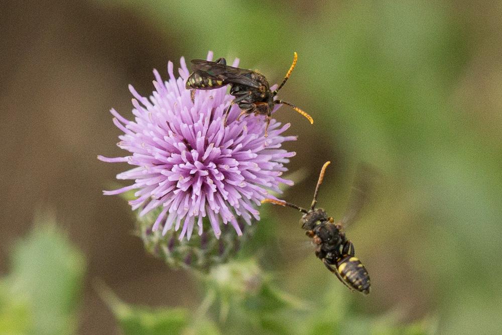 Nomada kohli Schmiedeknecht, 1882