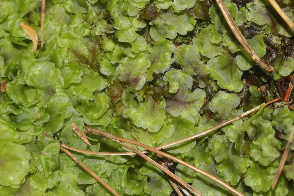 Le  Apopellia endiviifolia (Dicks.) Nebel & D.Quandt, 2016