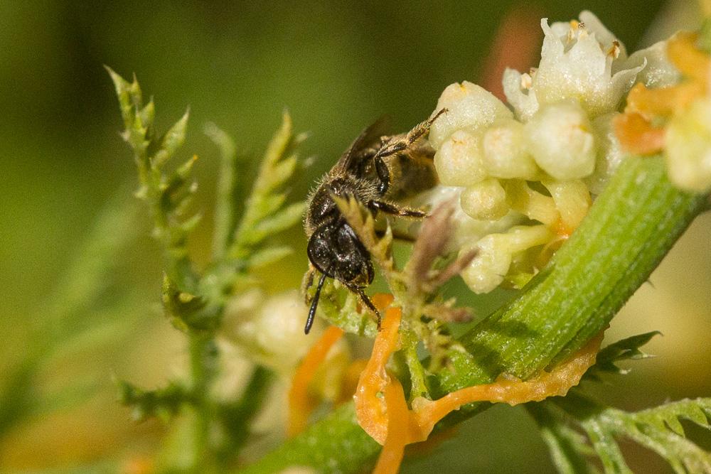 Lasioglossum malachurum (Kirby, 1802)