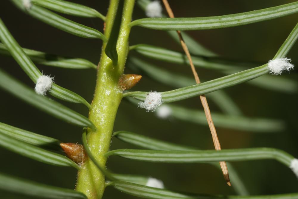 Gilletteella cooleyi (Gillette, 1907)