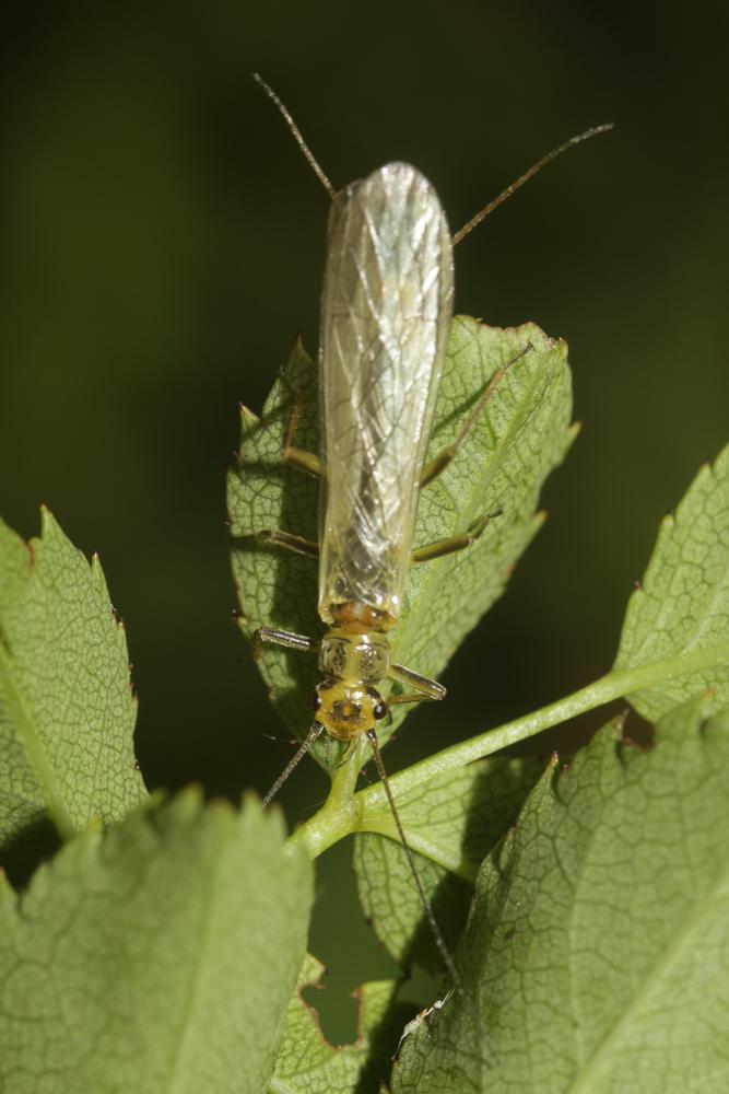Perlidae Latreille, 1802