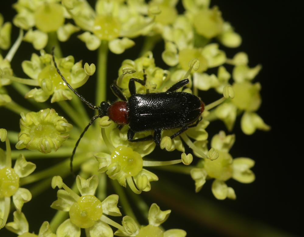 Dinoptera collaris (Linnaeus, 1758)