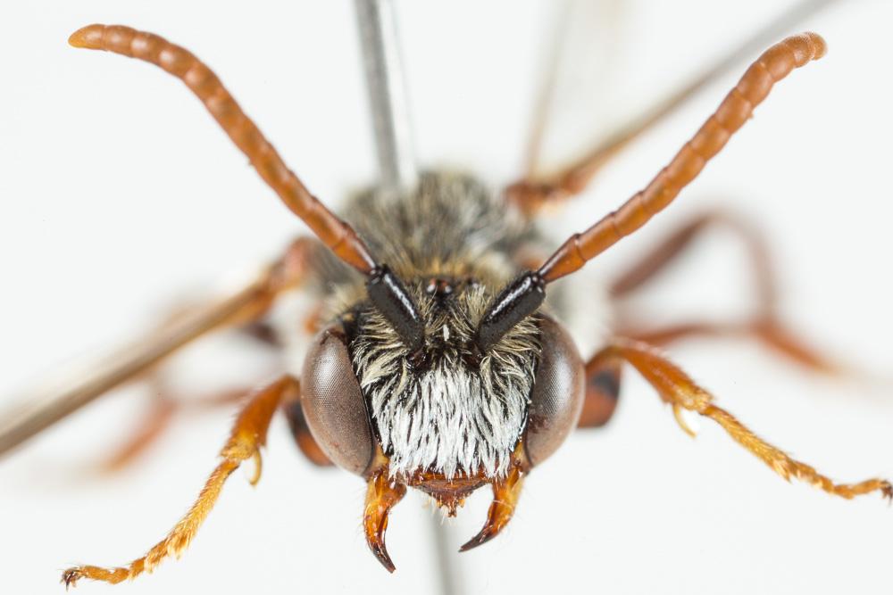 Nomada sanguinea Smith, 1854