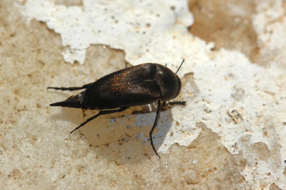 Mordellidae Latreille, 1802