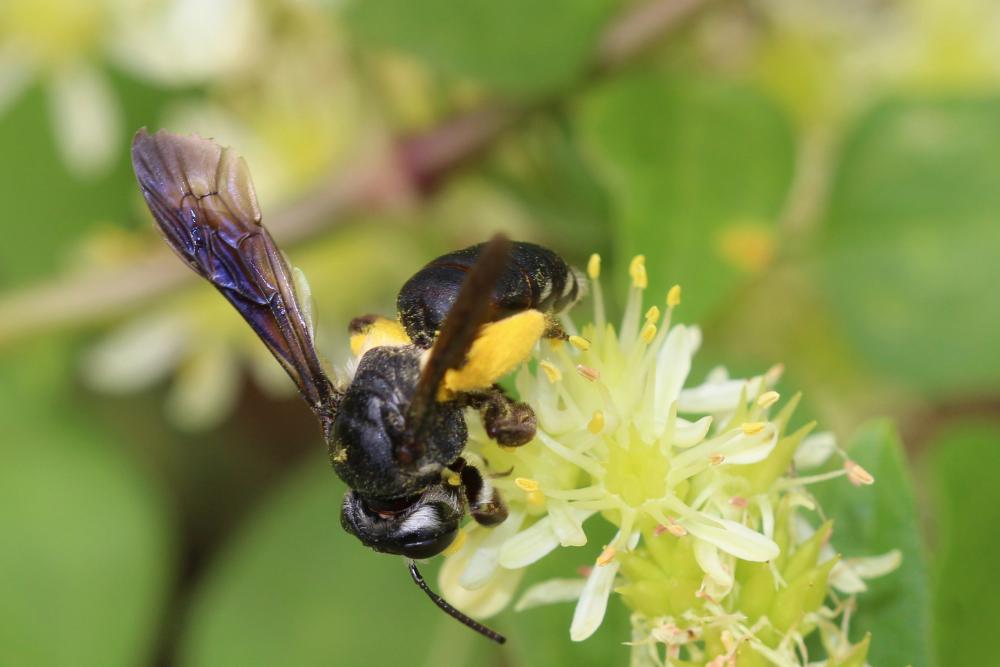 Andrena asperrima Pérez, 1895