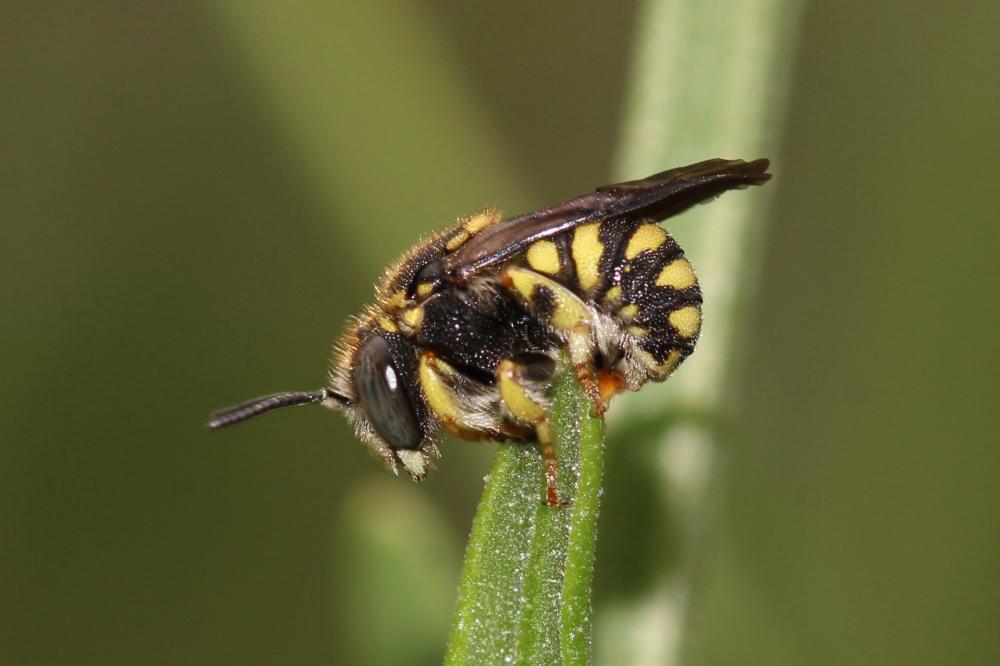 Anthidiellum strigatum (Panzer, 1805)