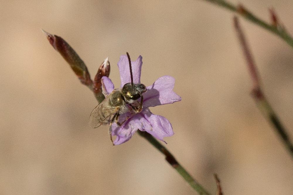 Vestitohalictus vestitus (Lepeletier, 1841)