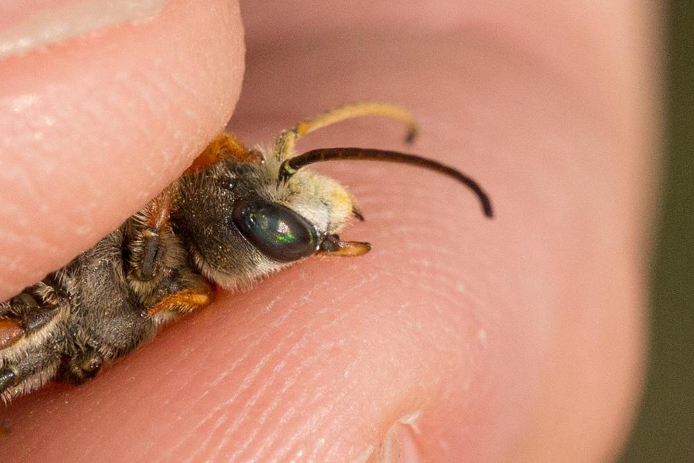 Halictus quadricinctus (Fabricius, 1776)