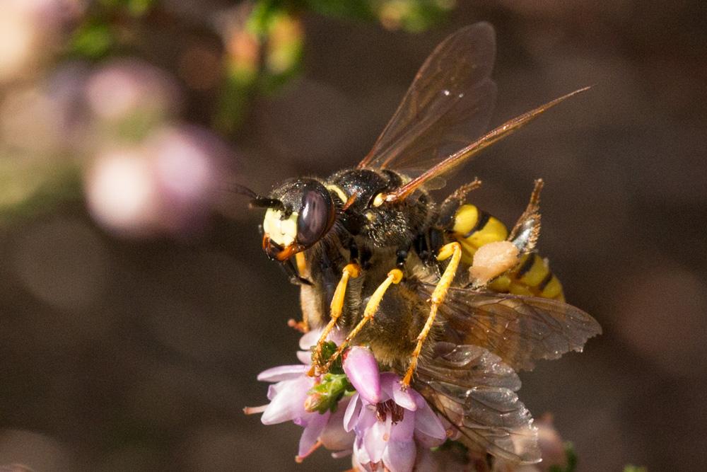 Philanthus triangulum (Fabricius, 1775)