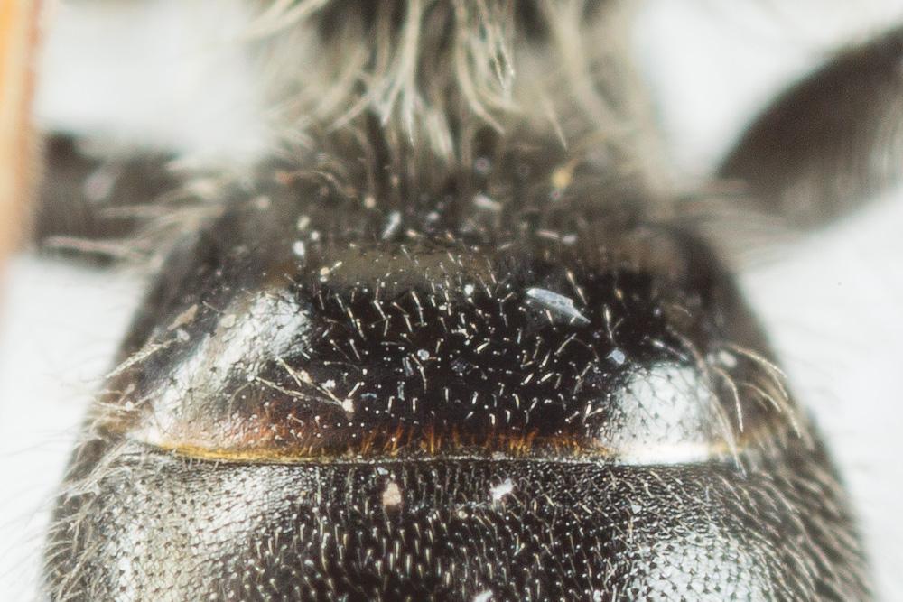 Andrena chrysosceles (Kirby, 1802)
