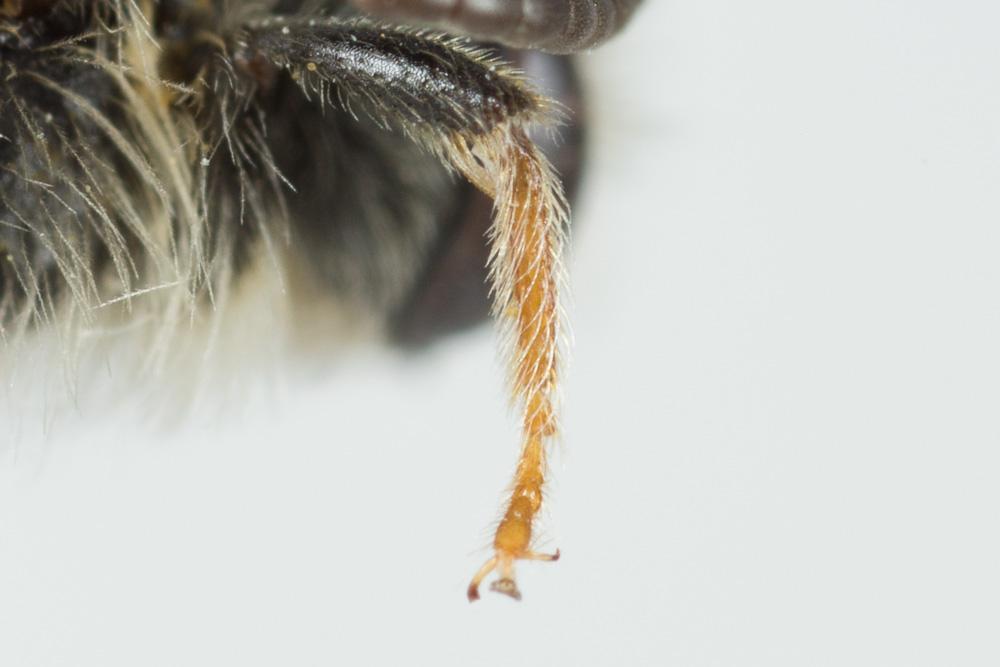 Andrena chrysosceles (Kirby, 1802)