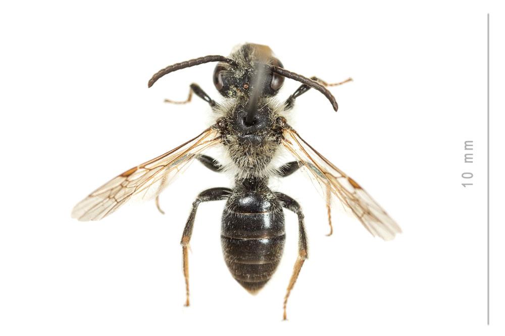 Andrena dorsata (Kirby, 1802)