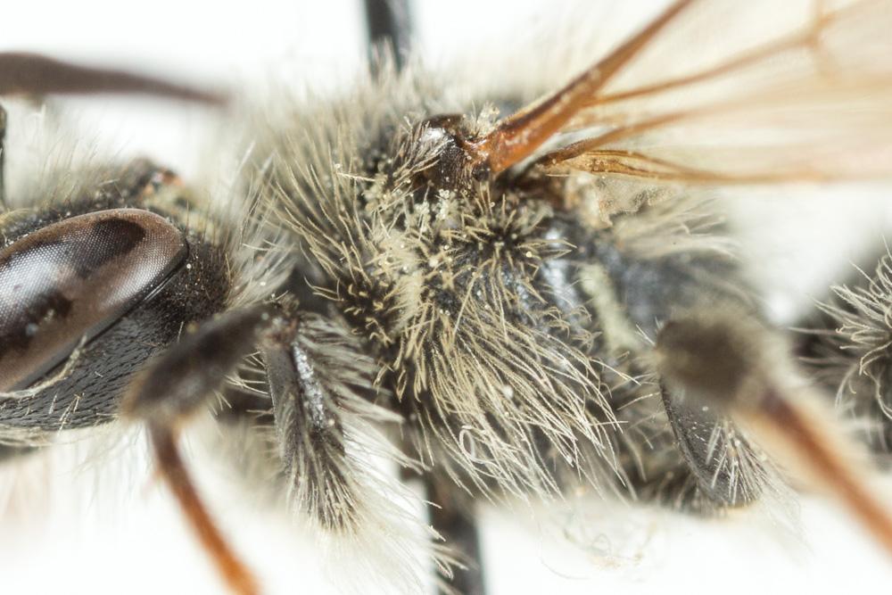 Andrena dorsata (Kirby, 1802)