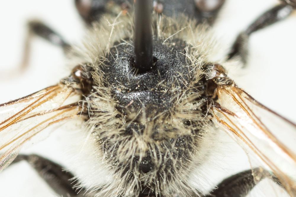 Andrena dorsata (Kirby, 1802)