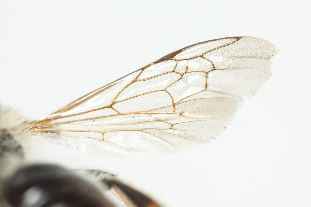 Andrena dorsata (Kirby, 1802)