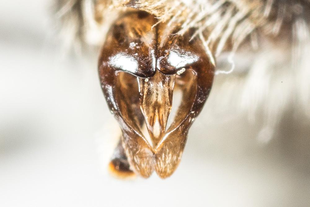 Andrena dorsata (Kirby, 1802)