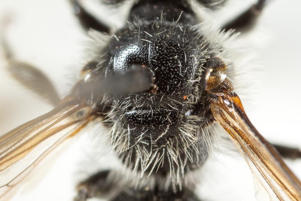 Andrena labiata Fabricius, 1781