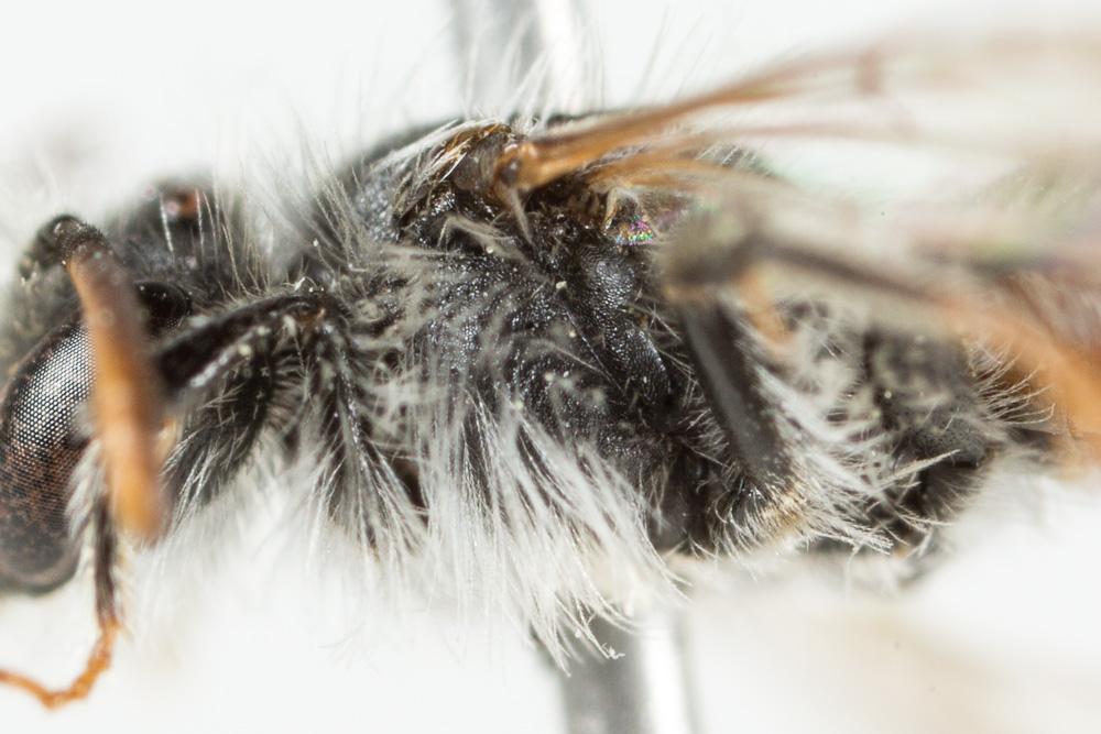 Andrena potentillae Panzer, 1809