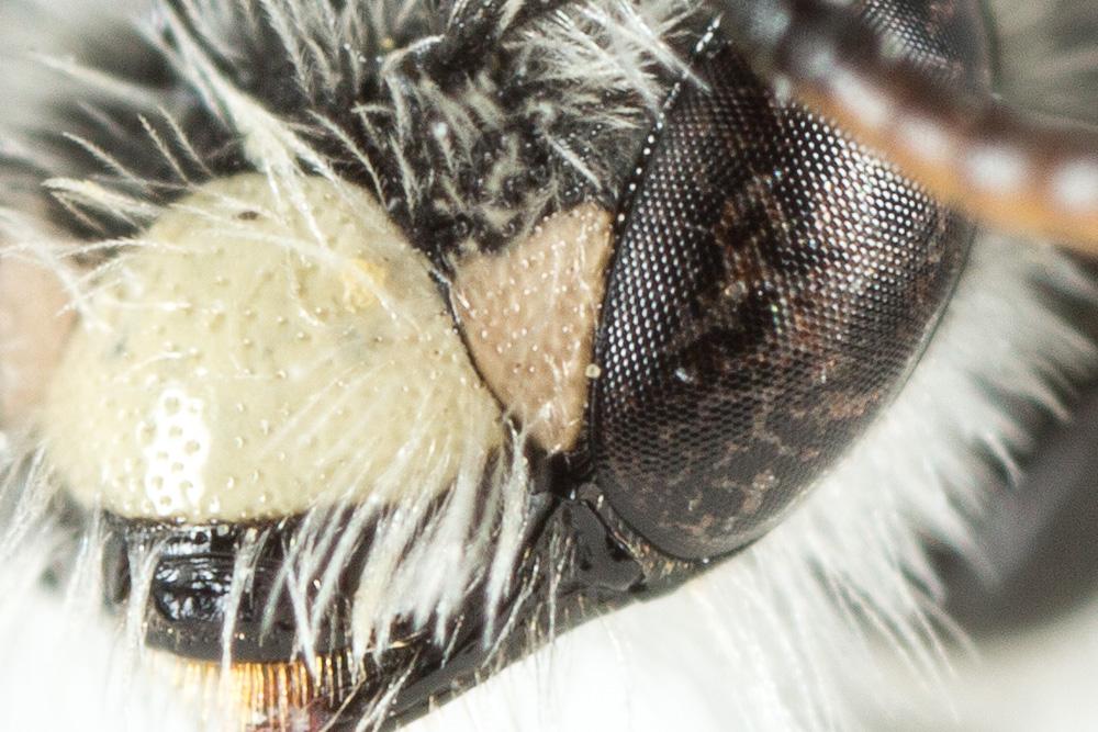 Andrena potentillae Panzer, 1809