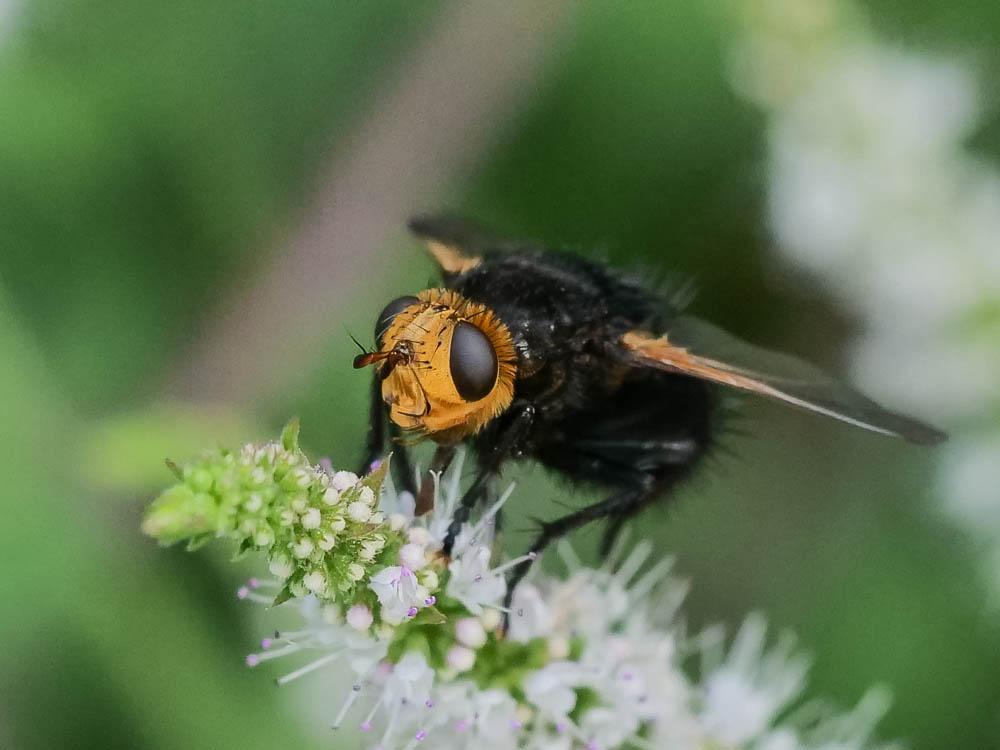 Tachina grossa (Linnaeus, 1758)