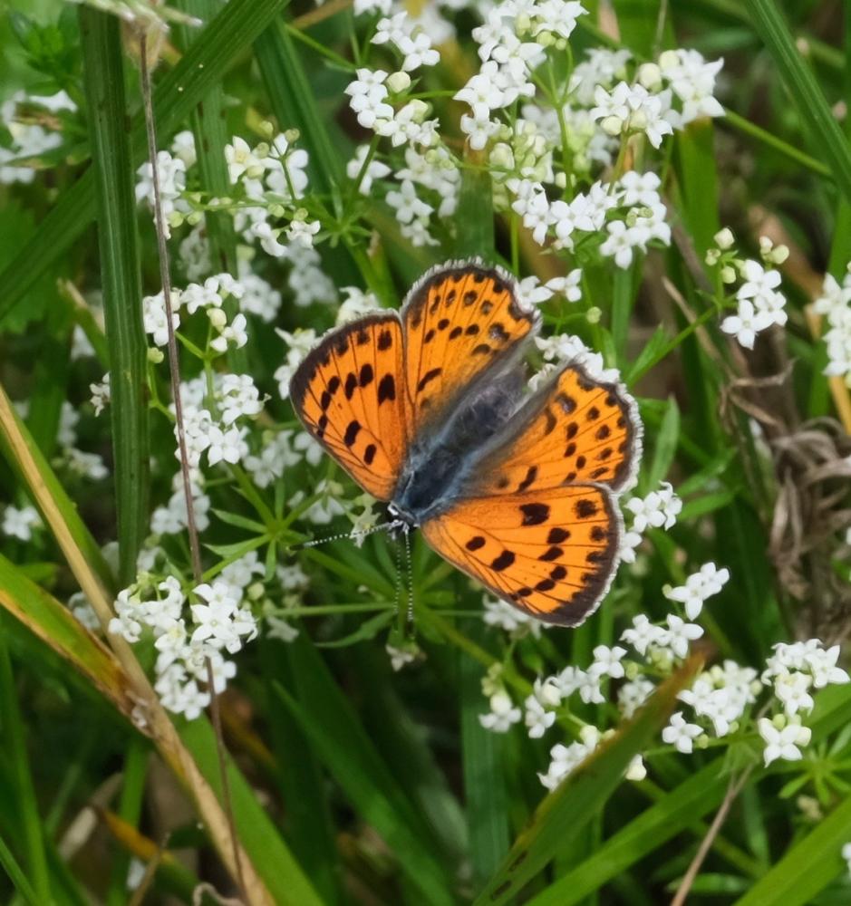 Le Cuivré flambloyant (Le) Lycaena alciphron gordius (Sulzer, 1776)