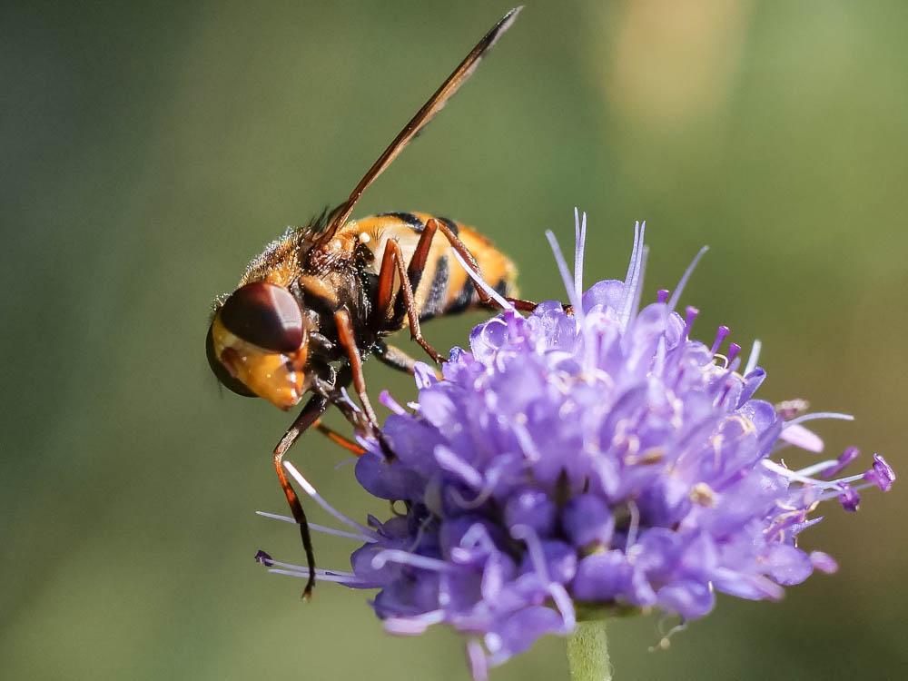 Volucella inanis (Linnaeus, 1758)
