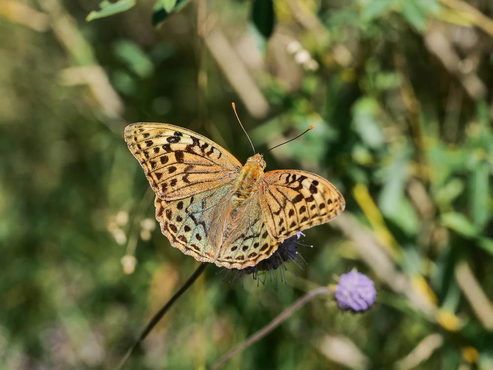 Le Cardinal (Le), Pandora (Le), Nacré turquoise (Le) Argynnis pandora (Denis & Schiffermüller, 1775)
