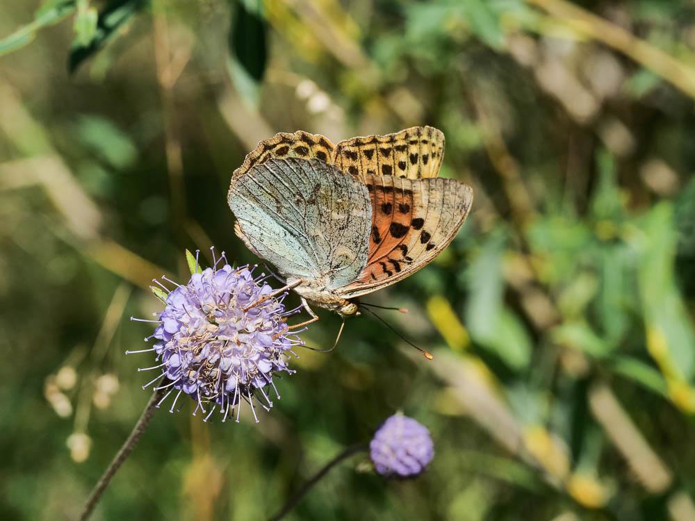 Le Cardinal (Le), Pandora (Le), Nacré turquoise (Le) Argynnis pandora (Denis & Schiffermüller, 1775)