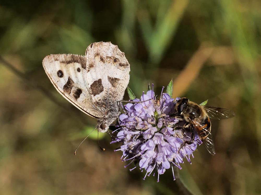Le Hermite (L'), Ermite (L') Chazara briseis (Linnaeus, 1764)