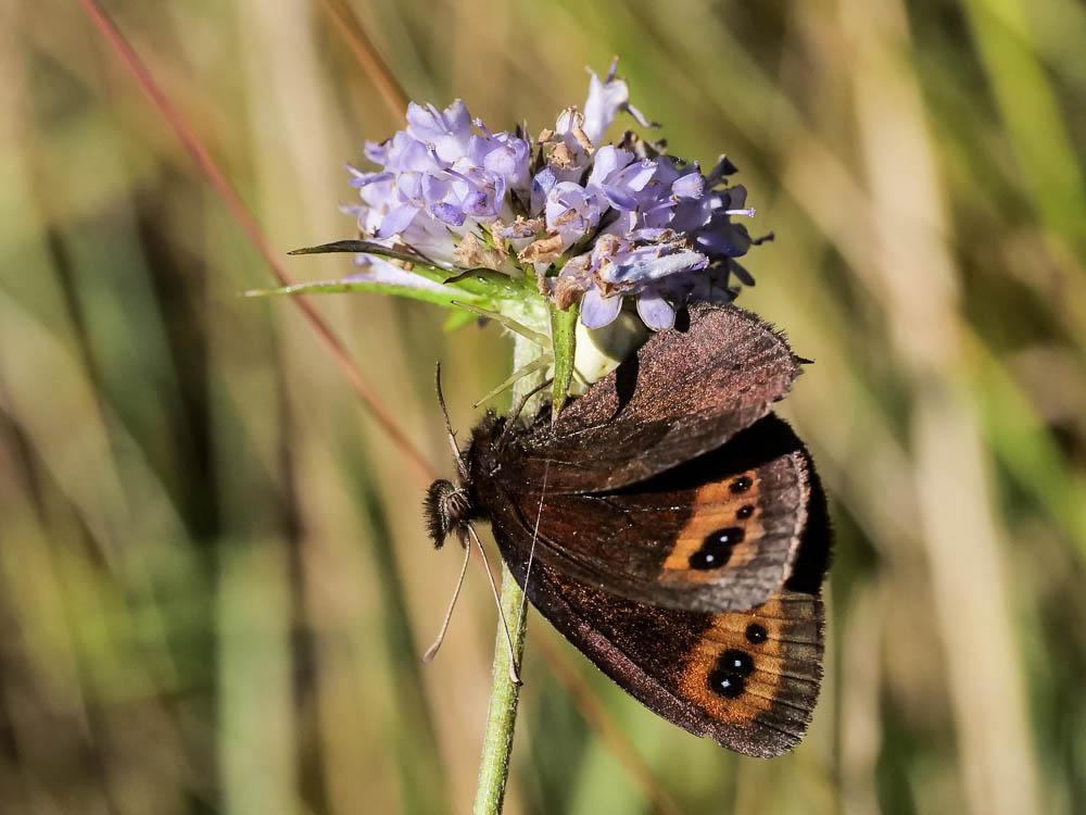 Le Moiré automnal (Le) Erebia neoridas (Boisduval, 1828)