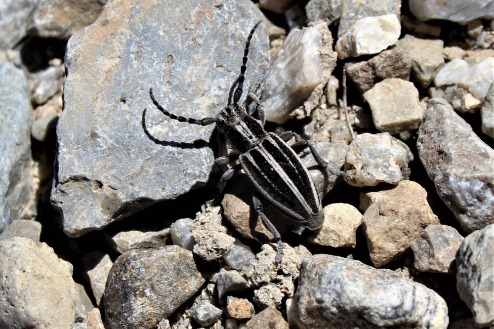Iberodorcadion molitor (Fabricius, 1775)