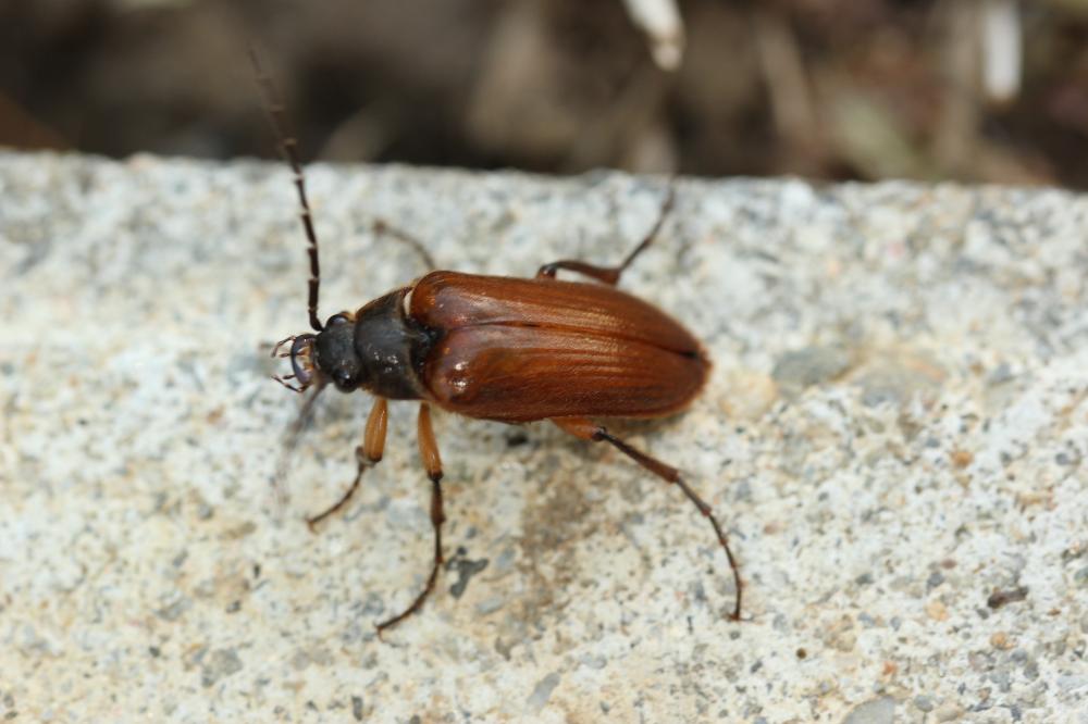 Cebrio gigas (Fabricius, 1787)