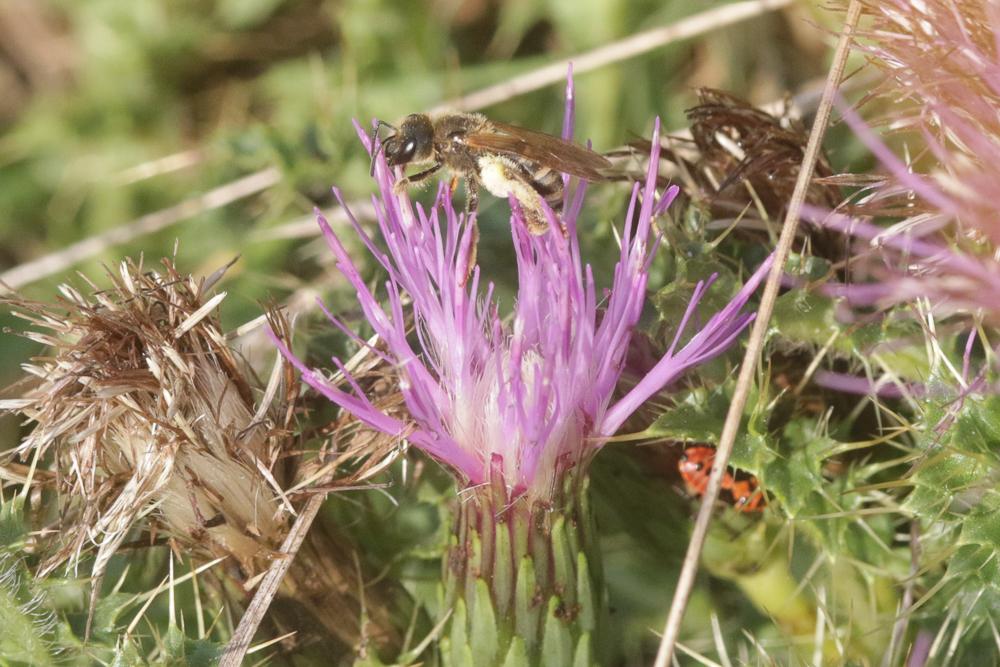  Halictus scabiosae (Rossi, 1790)