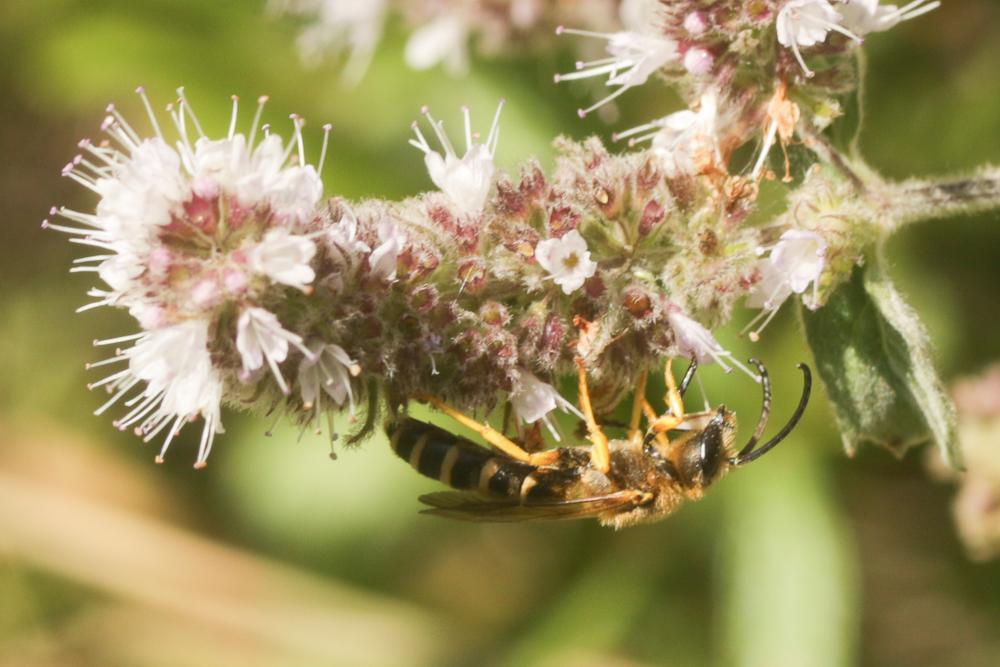 Halictus scabiosae (Rossi, 1790)