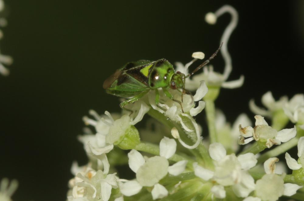 Orthops campestris (Linnaeus, 1758)