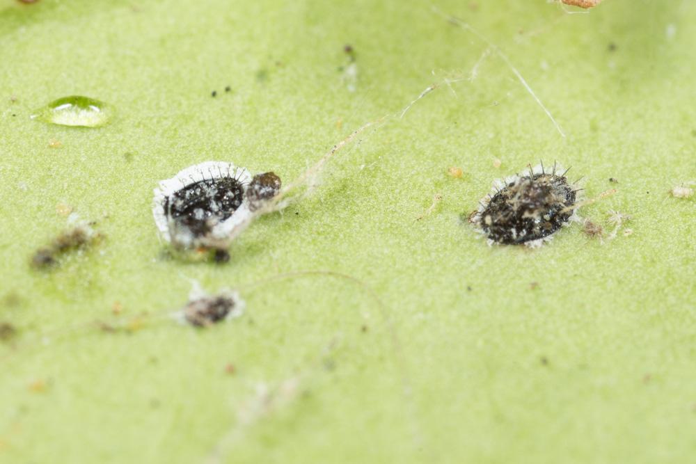  Aleurocanthus spiniferus (Quaintance, 1903)