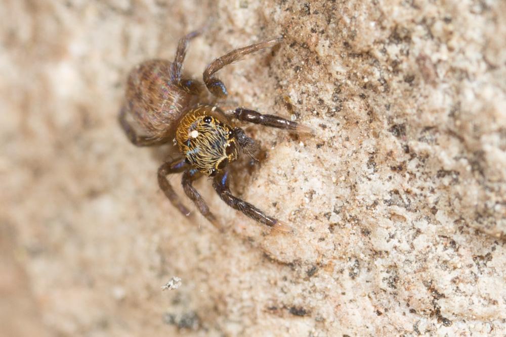Euophrys frontalis (Walckenaer, 1802)