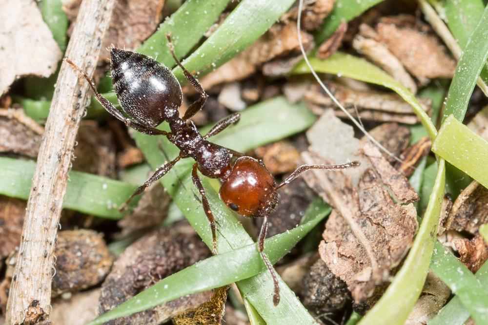 Crematogaster scutellaris (Olivier, 1792)