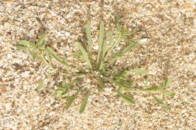 Corrigiole des grèves, Courroyette des sables Corrigiola littoralis L., 1753