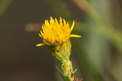 Inule faux crithme Limbarda crithmoides (L.) Dumort., 1827