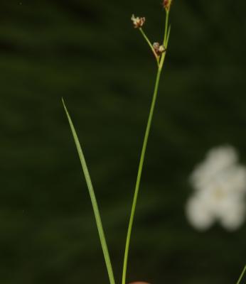  Juncus alpinoarticulatus subsp. fuscoater (Schreb.) O.Schwarz, 1949