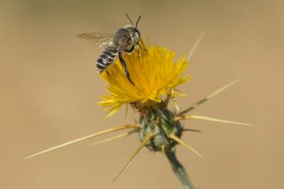  Lithurgus chrysurus Fonscolombe, 1834