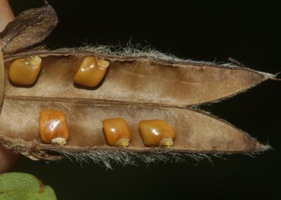 Cytise couché, Cytise étalé Cytisus hirsutus L., 1753
