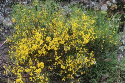 Cytise oroméditerranéen, Genêt oroméditerranéen, G Cytisus oromediterraneus Rivas Mart., T.E.Díaz, Fern.Prieto, Loidi & Peñas, 1984